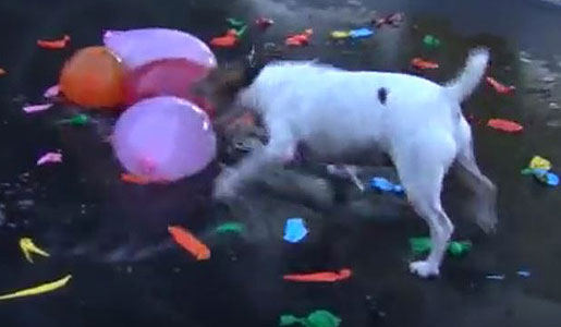 This Dog Got The Best Present Ever
