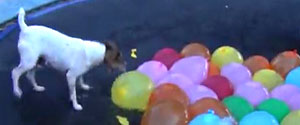 This is one happy dog on a trampoline with water balloons