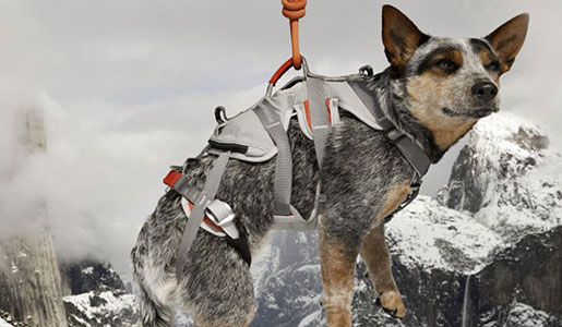Base Jumping Dog