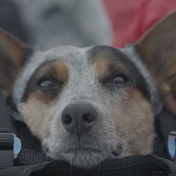 In this crazy world, dogs can fly. Meet Whisper Potter, an Australian Cattle hound unleashed