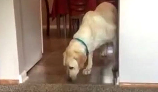 Dog is scared of carpet - Best Dog Videos
