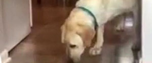 Dog Fears The Carpet! 