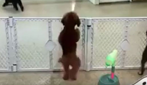 Dancing Dog, happy to see his owner!