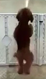Most excited dog ever? 