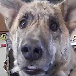 The Ultimate Dog Tease