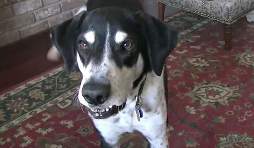 Dog wants a kitten