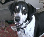 Dog really wants a Kitten! 