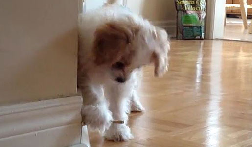 Tiny Pup Has No Idea What A Doorstopper Is 