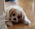 Mango the puppy discovers a doorstopper for the first time. 