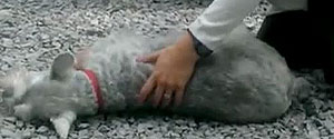 Dog passes out from overwhelming joy 