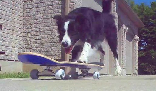 Nana the Border Collie Performs Amazing Dog Tricks 