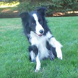 Nana the Border Collie Performs Amazing Dog Tricks