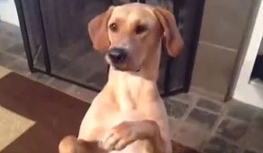 This Dog Loves To Play Dead! 