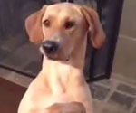 Dog Plays Dead, Starring Stella the Labrador