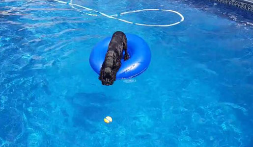 Smart Dog Knows How To Stay Dry When Fetching Ball From Pool