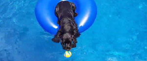 Dog Works Out How To Stay Dry When Fetching Ball From Pool