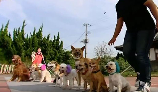 13 dogs all skipping in time
