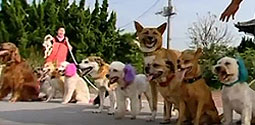 What happens when you get 13 dogs all skipping together?