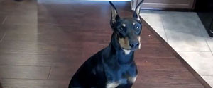 This is one of the smartest well trained dogs in the world! 