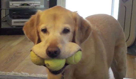 Three ball in her mouth with little effort! 