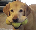Zoe, a smart yellow lab picks up 3 tennis balls at once and smiles! 